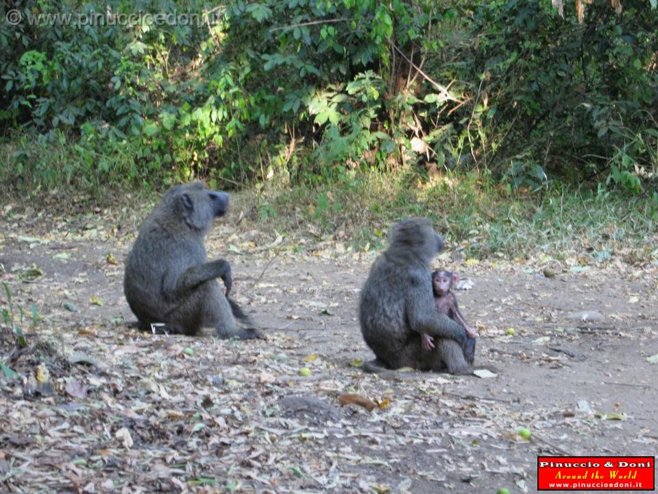 Ethiopia - Mago National Park - Baboons - 01.jpg